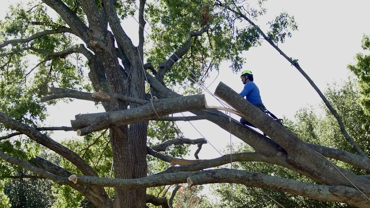 Professional Crown Thinning performed by certified arborists in Bostic